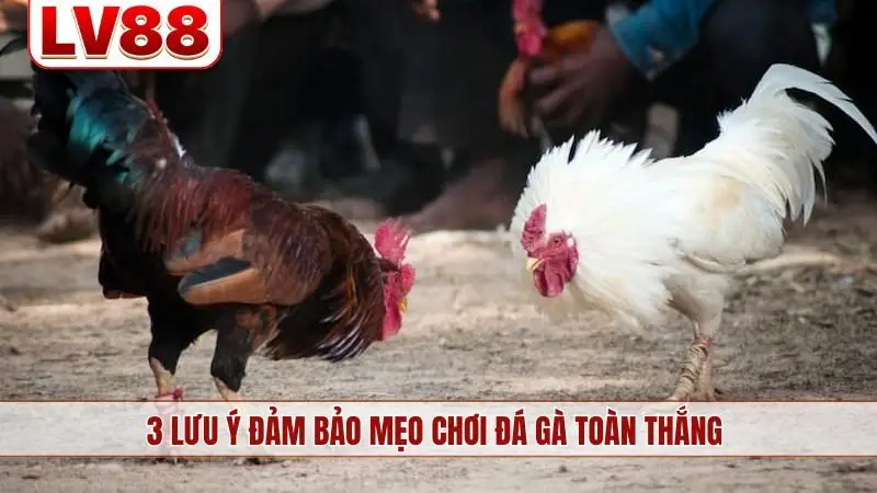 3 lưu ý đảm bảo mẹo chơi đá gà toàn thắng