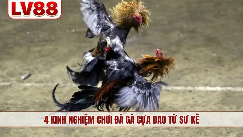 4 kinh nghiệm chơi đá gà cựa dao từ sư kê