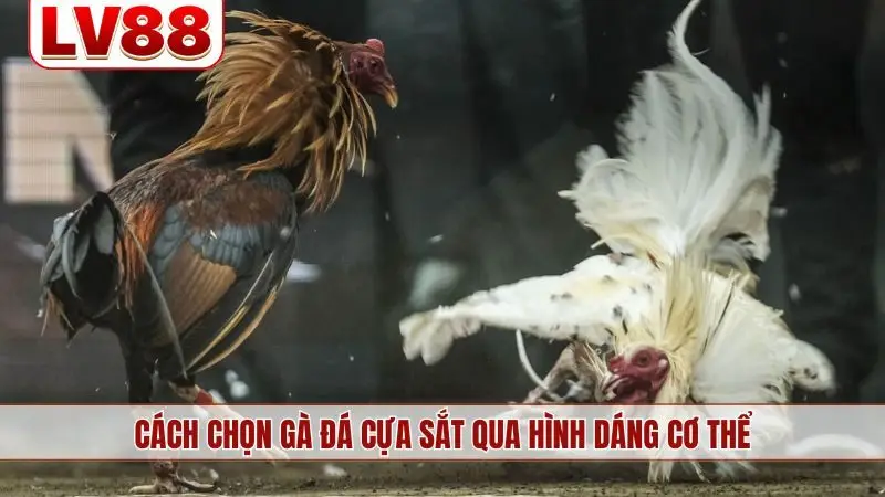 Cách chọn gà đá cựa sắt qua hình dáng cơ thể