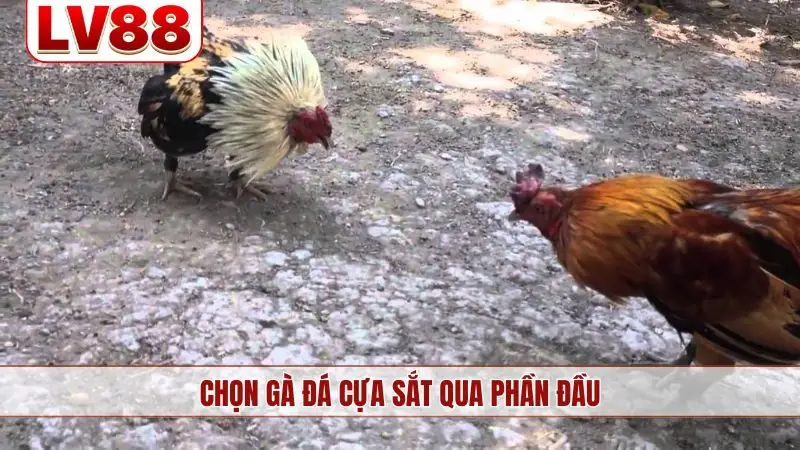 Chọn gà đá cựa sắt qua phần đầu