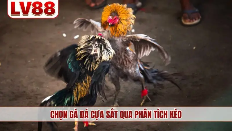 Chọn gà đá cựa sắt qua phân tích kèo