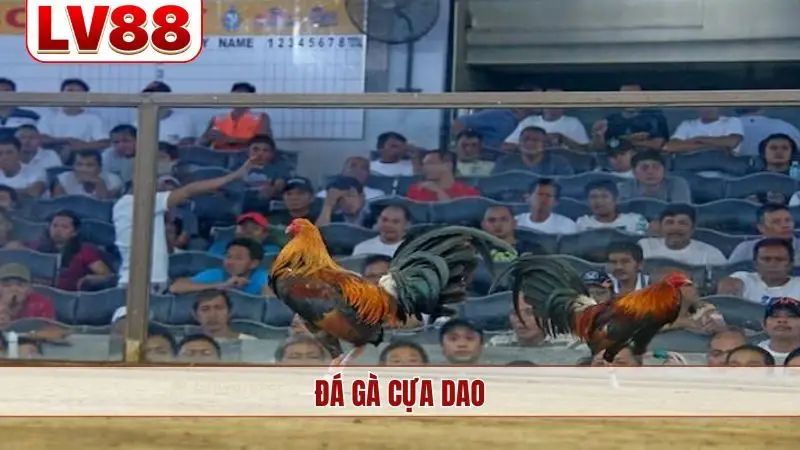 đá gà cựa dao