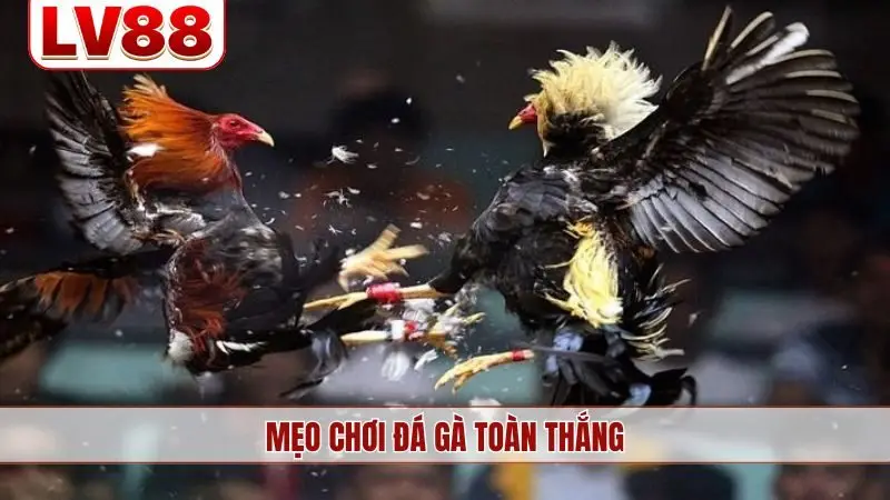 mẹo chơi đá gà toàn thắng