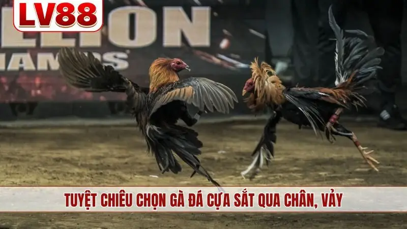 Tuyệt chiêu chọn gà đá cựa sắt qua chân, vảy